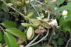 Hiptage benghalensis